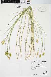 Carex alata image