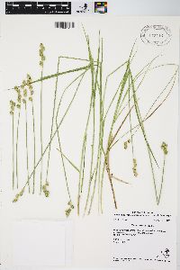 Carex longii image