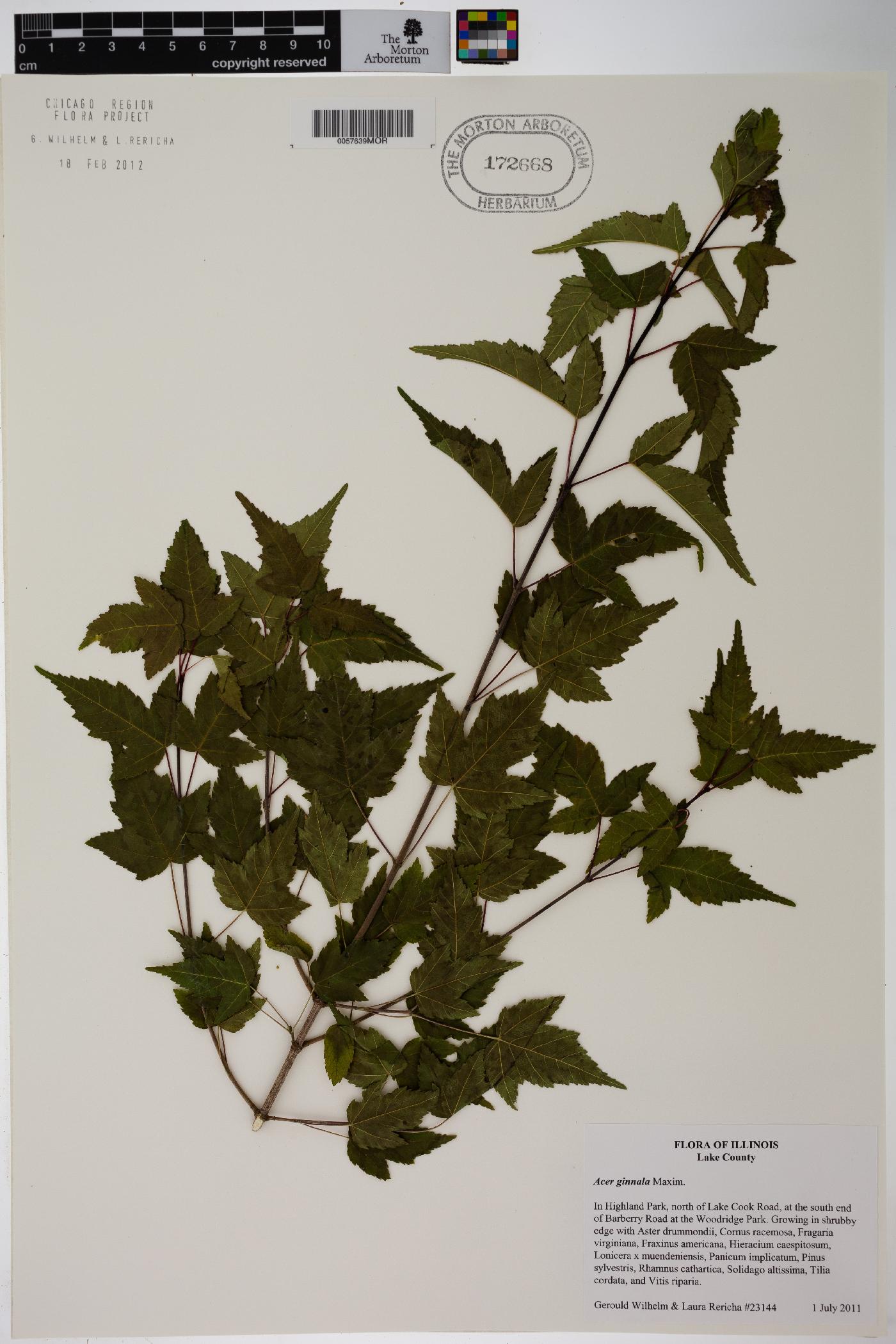 Acer tataricum subsp. ginnala image