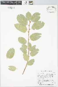 Quercus agrifolia image