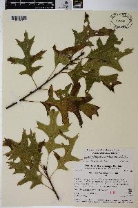 Quercus ellipsoidalis image