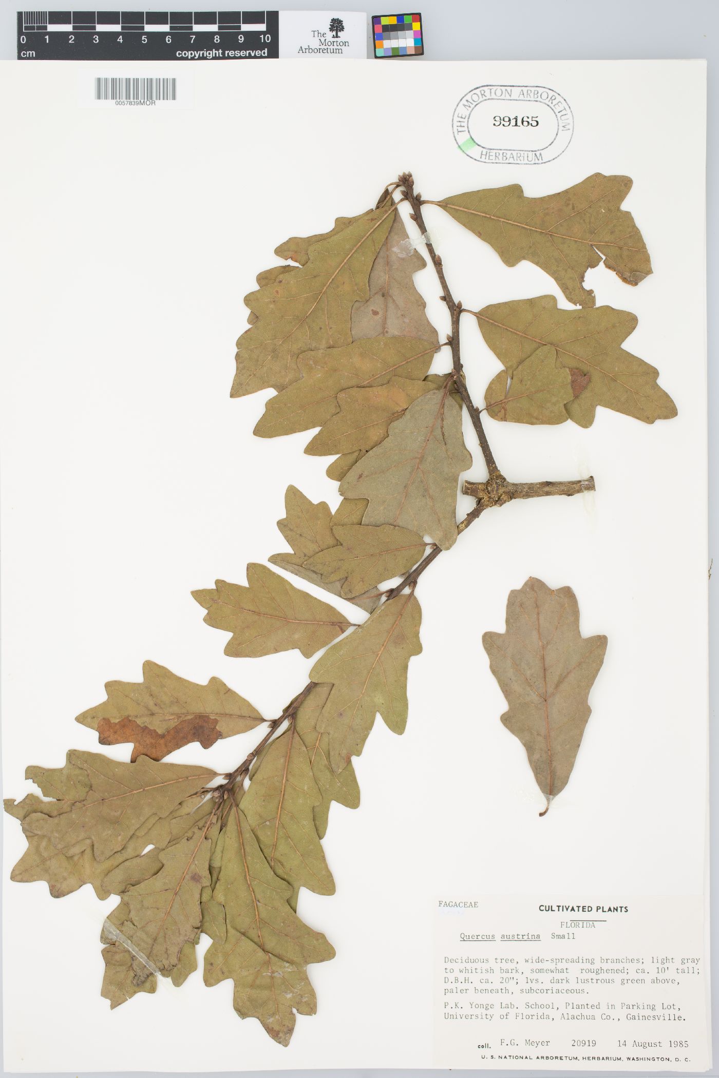 Quercus austrina image