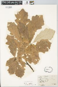 Quercus bicolor image