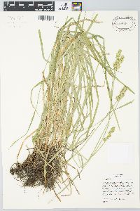 Carex aggregata image