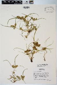 Cyperus erythrorhizos image