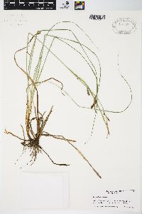 Carex flacca image