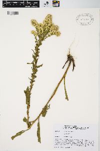 Solidago sempervirens image