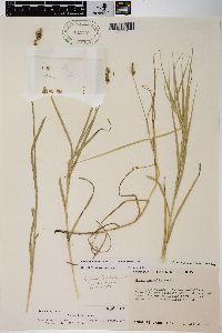 Carex tribuloides var. sangamonensis image