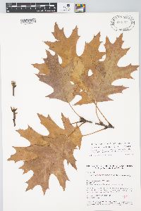 Quercus × benderi image