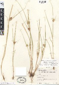 Carex sychnocephala image