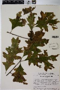 Quercus ellipsoidalis image