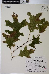 Quercus ellipsoidalis image