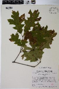 Quercus ellipsoidalis image