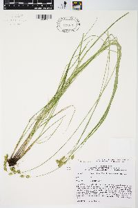 Carex echinodes image