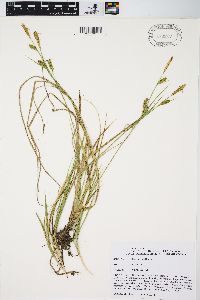 Carex meadii image