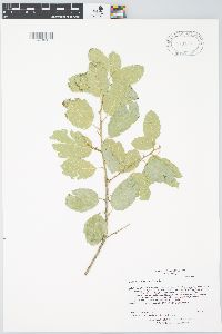 Quercus agrifolia image