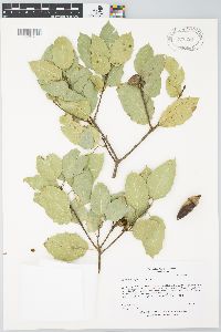 Quercus agrifolia image