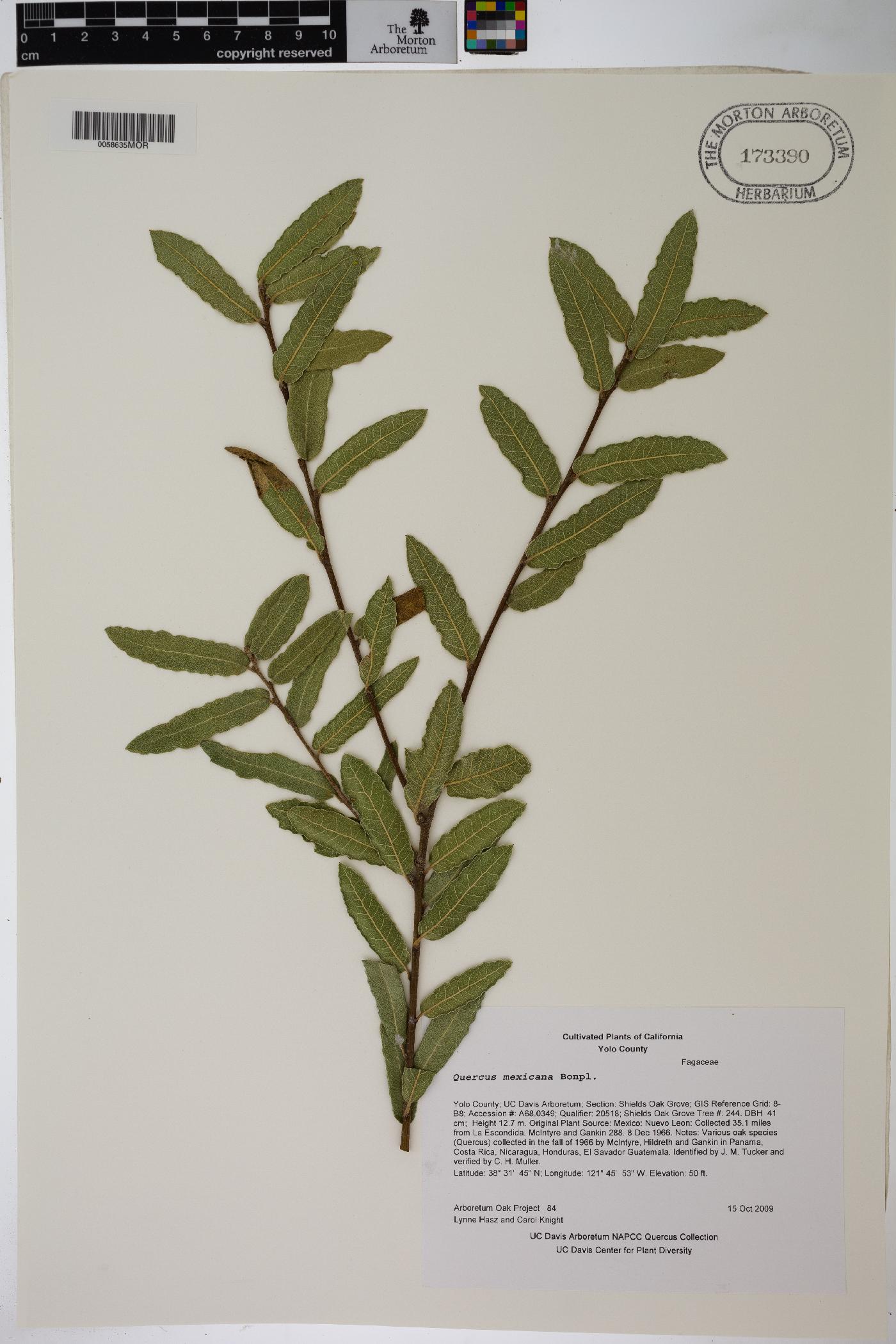 Quercus mexicana image