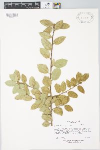 Quercus chrysolepis image