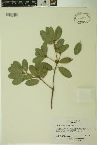 Quercus phillyraeoides image