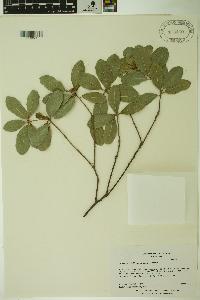 Quercus phillyraeoides image