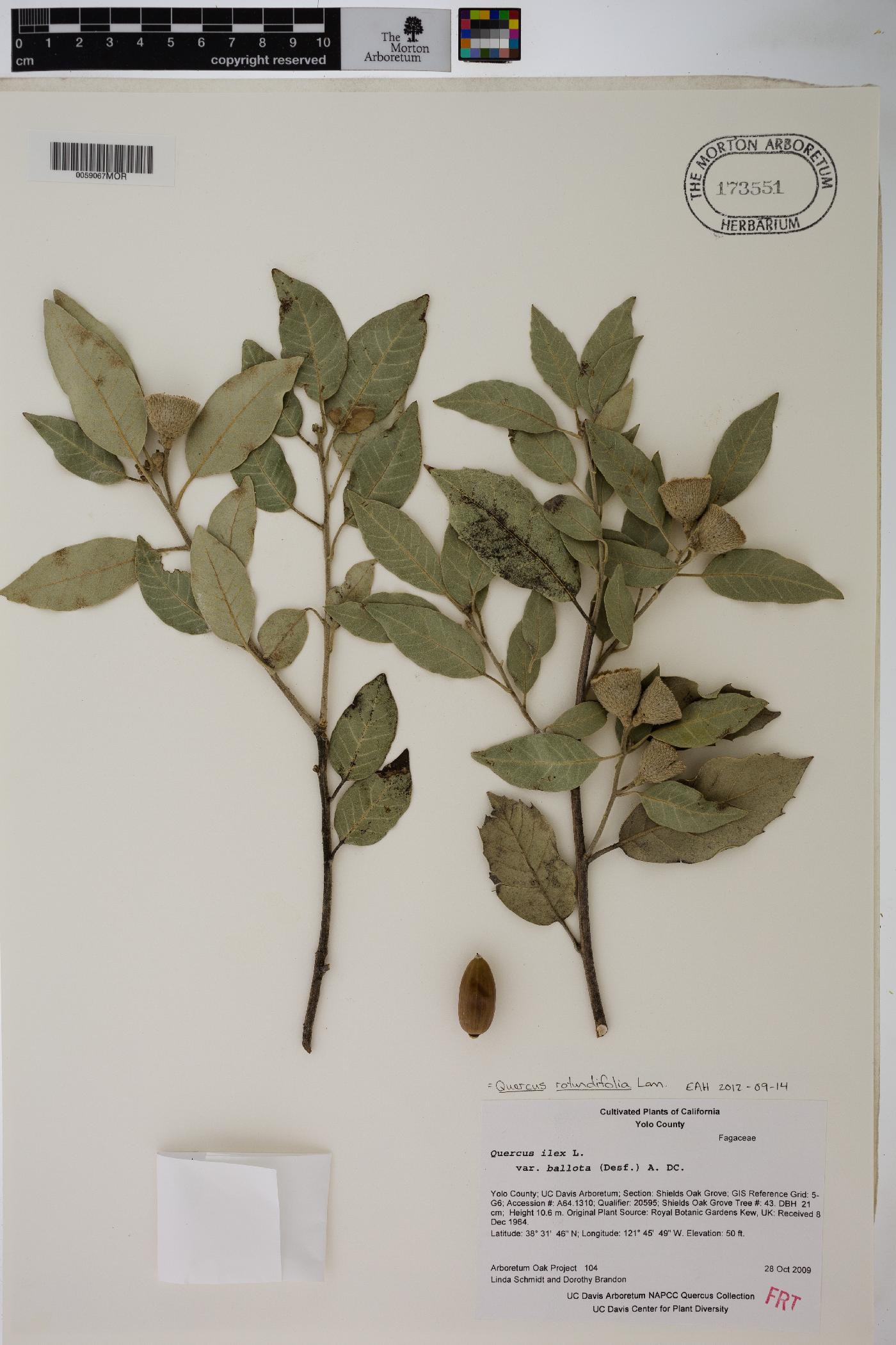 Quercus rotundifolia image