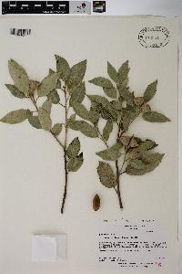 Quercus rotundifolia image