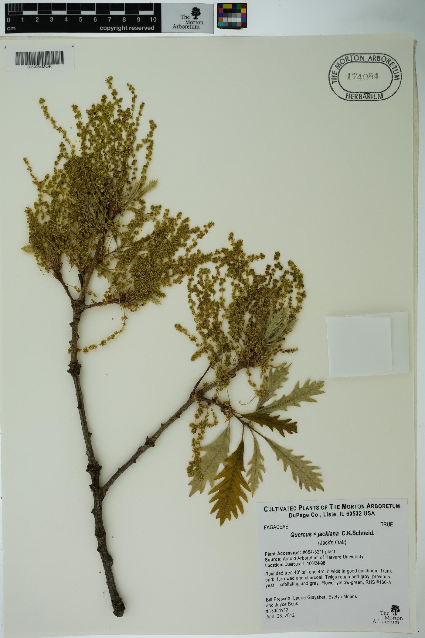 Quercus × hawkinsiae image