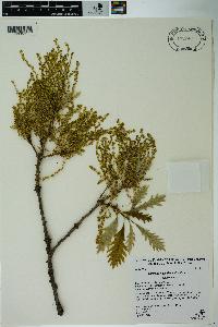 Quercus × hawkinsiae image