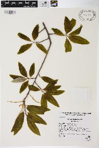 Quercus imbricaria image