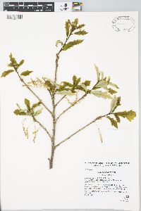 Quercus bicolor image