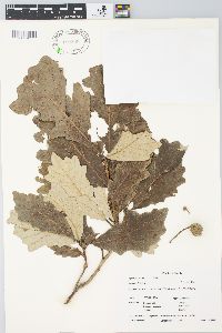 Quercus bicolor image