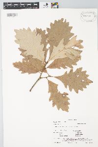 Quercus bicolor image