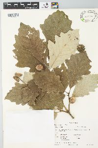 Quercus bicolor image