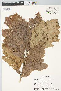 Quercus bicolor image