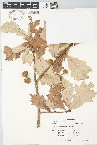 Quercus bicolor image