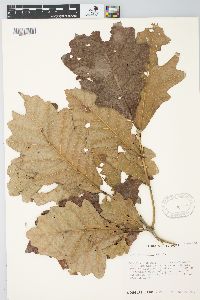 Quercus bicolor image