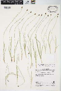 Carex illota image