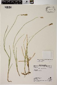 Carex siccata image