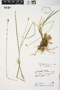 Carex athrostachya image