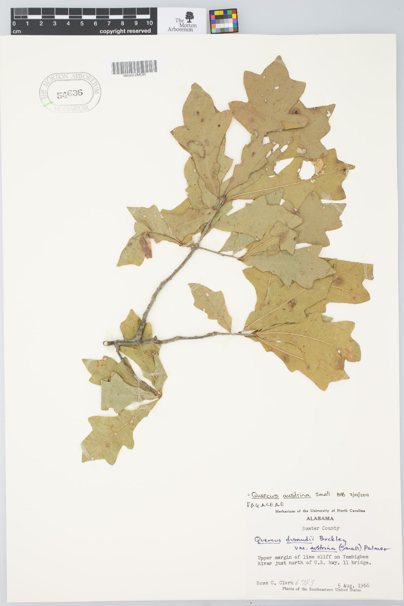 Quercus austrina image