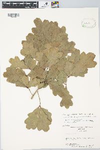 Quercus austrina image