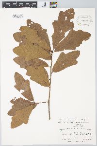 Quercus austrina image