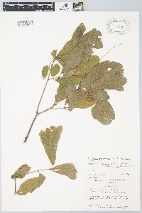 Quercus austrina image