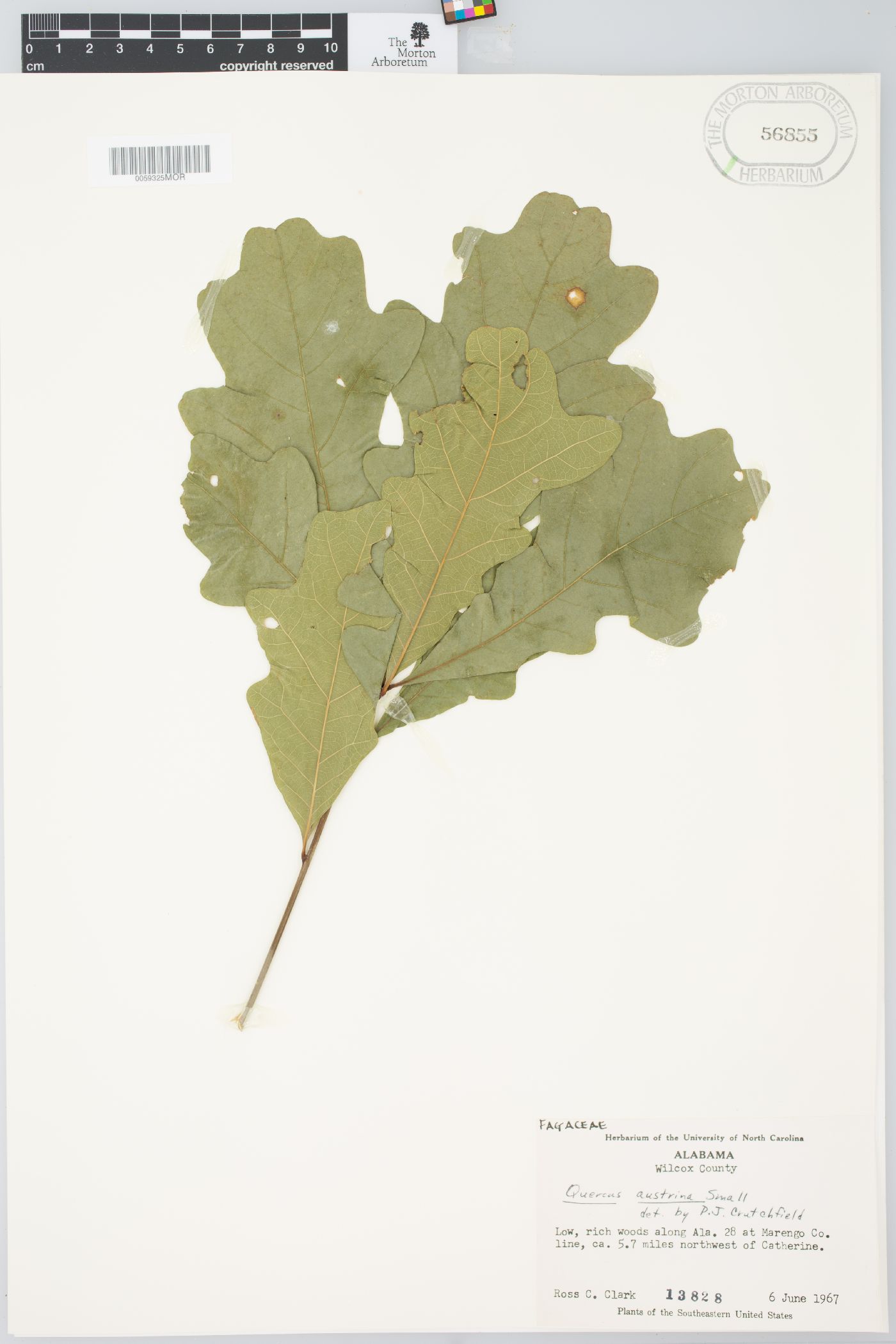 Quercus austrina image