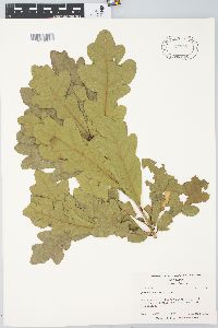 Quercus austrina image