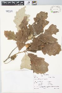 Quercus bicolor image