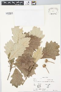 Quercus bicolor image