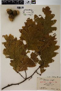 Quercus × bebbiana image