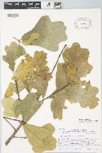 Quercus × bushii image